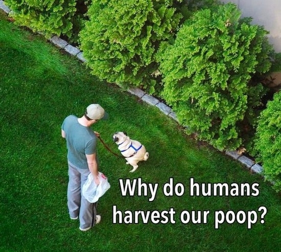 Why do humans harvest our poop