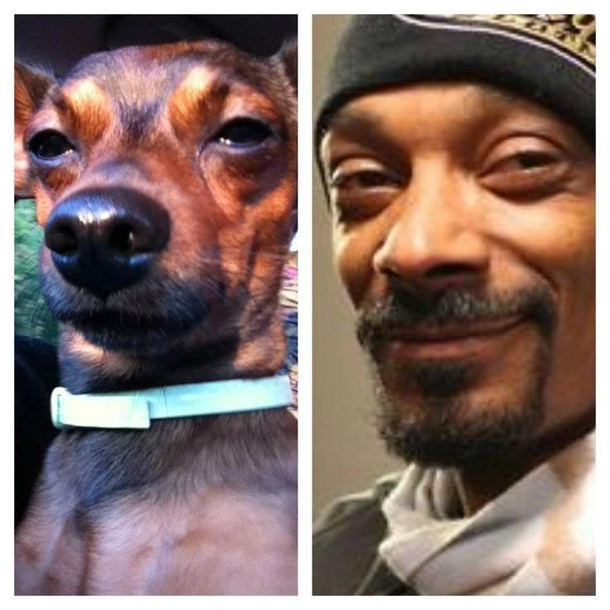 Why do Snoops Dogs look as high as he does I swear this is nd Dog Ive seen that looks like Snoop and as high as he does