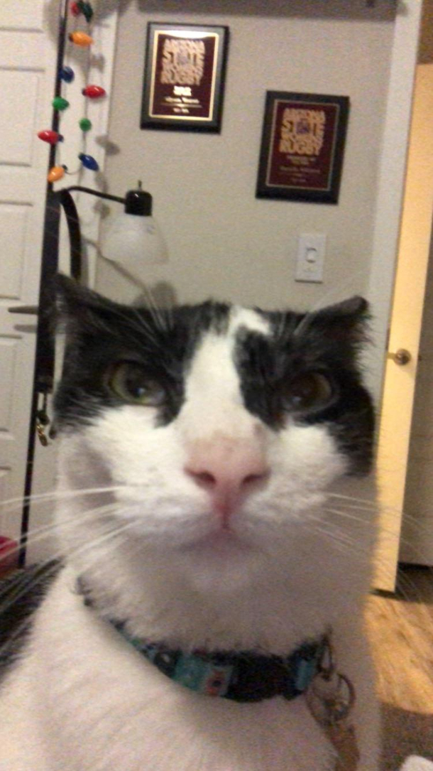 Why does my cat look like a dad answering a FaceTime call