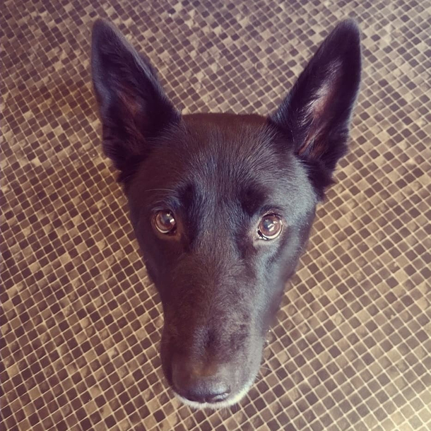 Why does my dog look like a floating head when she begs