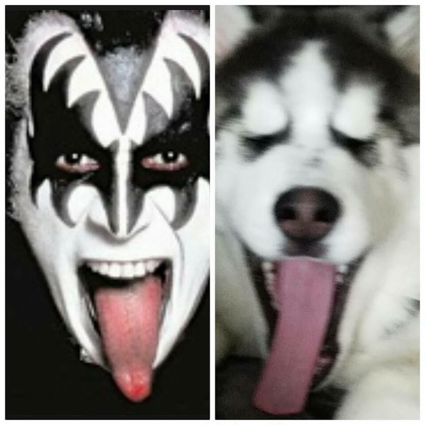 Why does my dog look so much like Gene Simmons