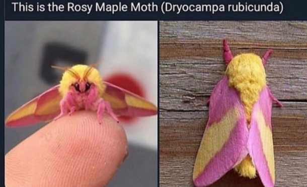 Why does this moth look like she about to sing Super Bass