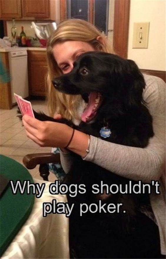Why dogs shouldnt play poker