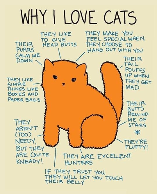 Why I Love Cats Meme Guy