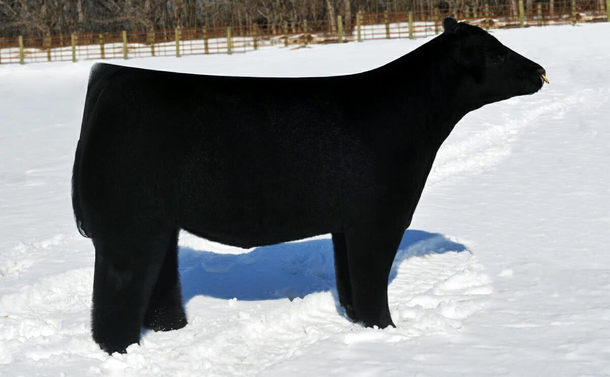 Why is this cow so dang CRISP