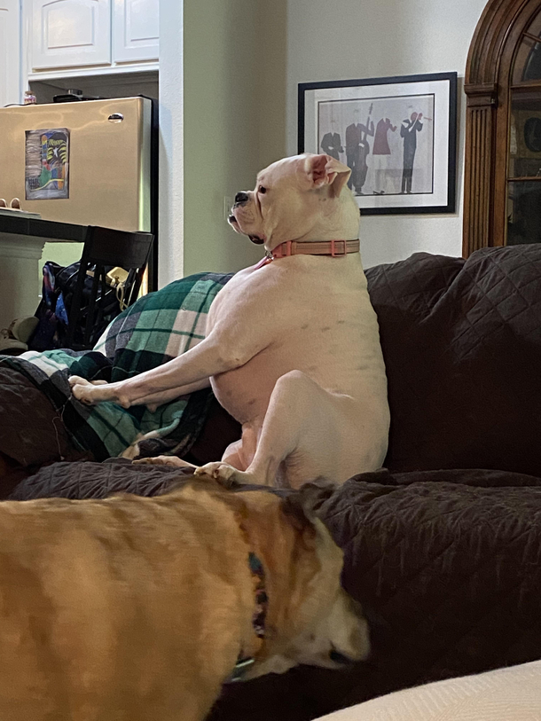 Why is this dog shaped like Elon musk