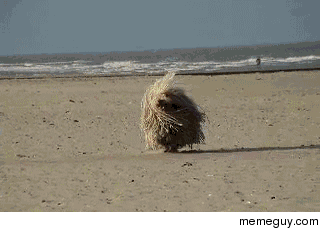 WHY IS THIS MOP ALIVE
