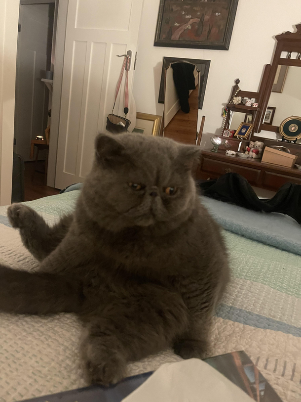 Why my cat sitting like this