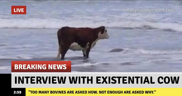 Why now brown cow
