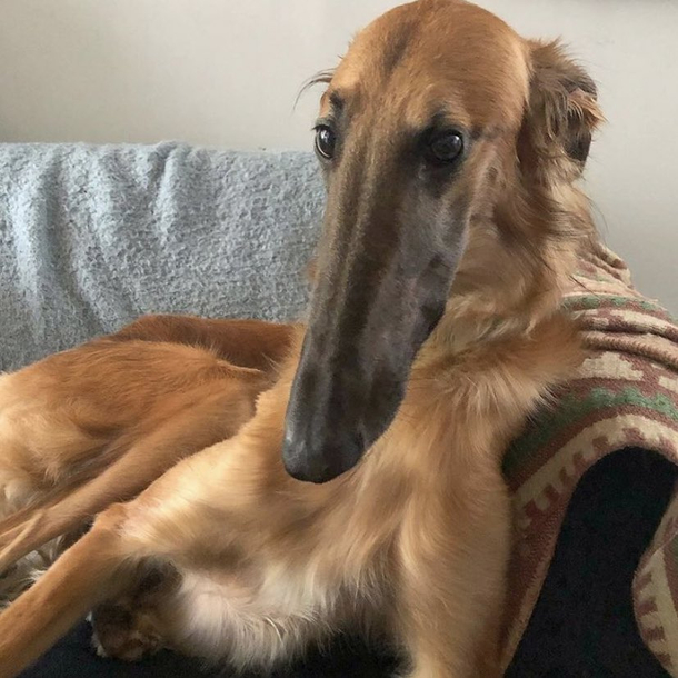 Why the long face