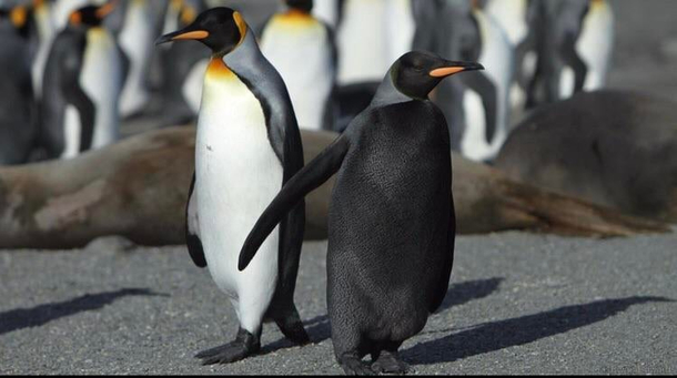 Widgy the Penguin comes in both Light and Dark modes