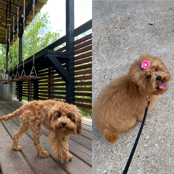 Wife tried to save money by giving our dog a haircut on her own Her haircut vs the professional haircut No animals were harmed besides self esteem