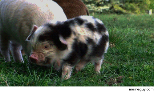 Wiggly Piggly