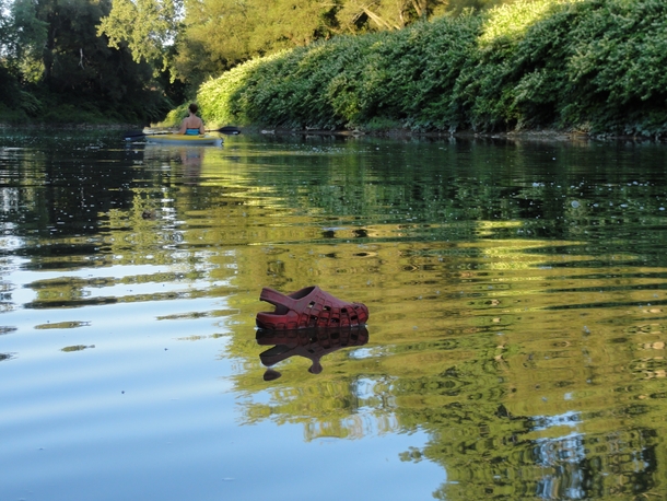 Wild Croc swam right past me