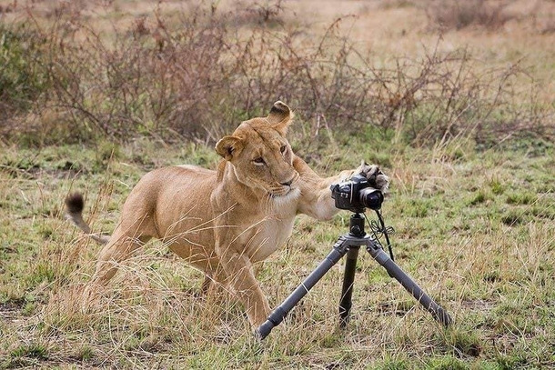 Wildlife Photographer