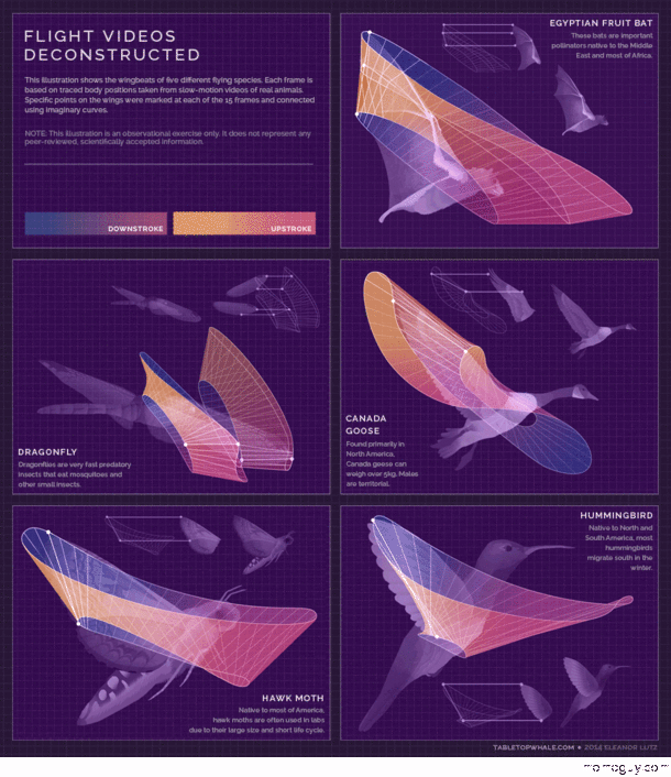 Wings movement