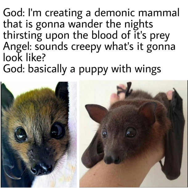 Wingy good bois