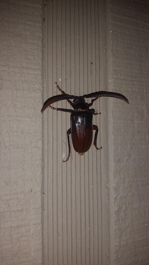 Winner of this years Beetle Mustache competition