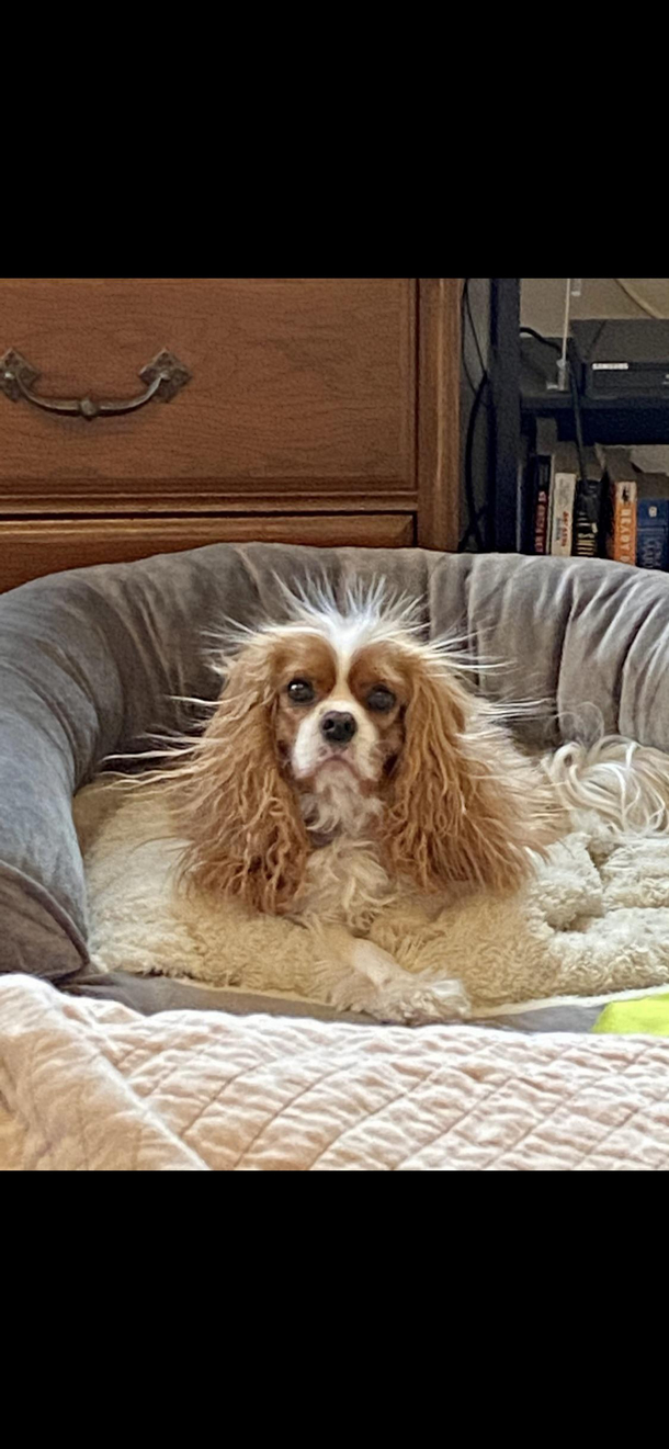 Winston slept through the alarm Again