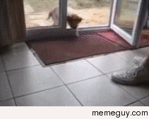 Wipe your paws