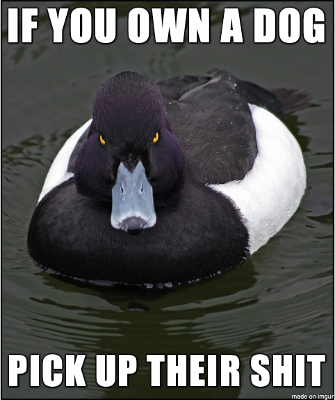 With People Seemingly Walking Their Dogs More During Lockdown Ive Found More Dog Shit In My Yard And Sidewalk