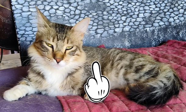 With the look my cat gives me I think if he could he would