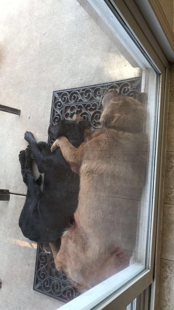 Woke up and found both of my dogs sleeping like this
