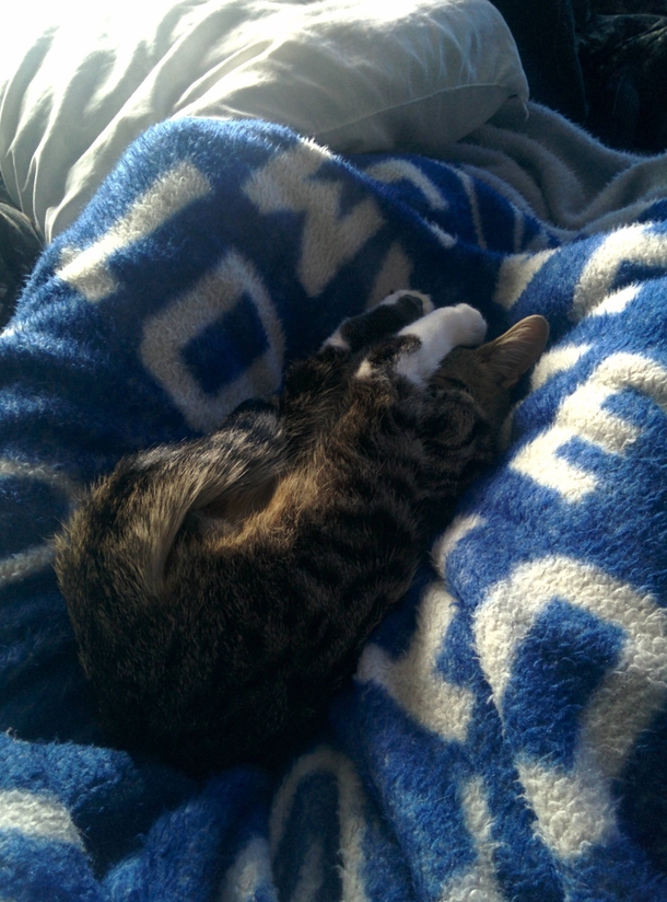 Woke up from a nap to my cat sleeping like this