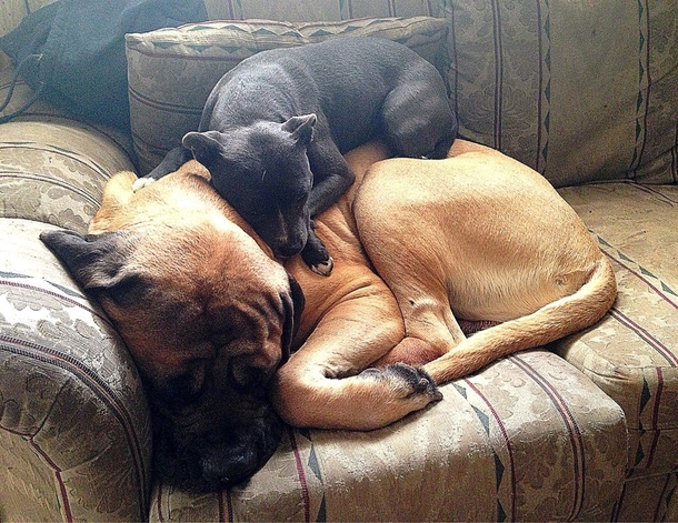 Woke up this morning to our newly adopted pitbull attacking our English mastiff