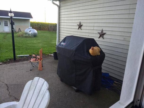 Woke up to find a stray chicken nesting on our grill this morning