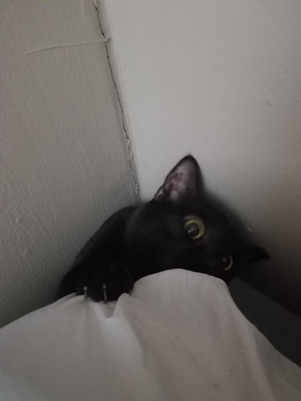 Woke up to this this morning This is my cat
