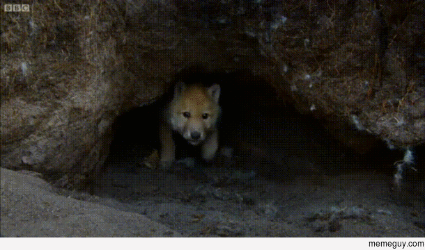 Wolf Cubs investigate remote controlled camera