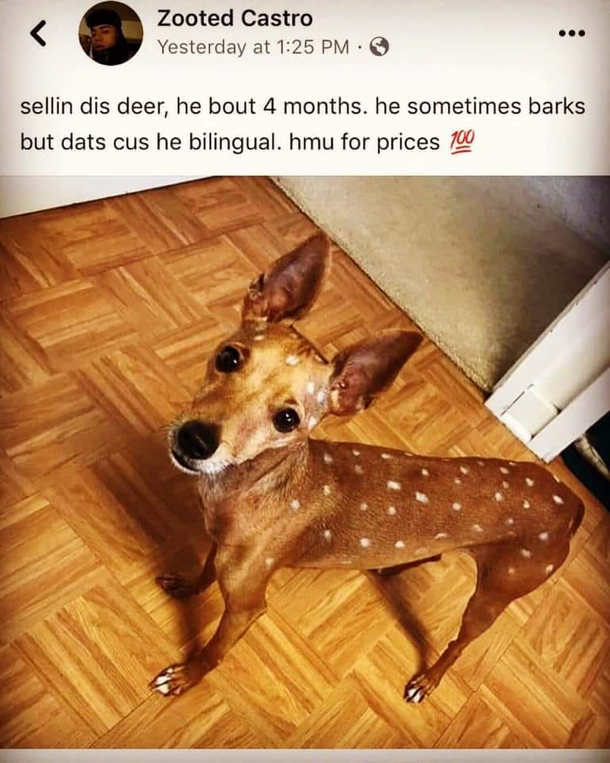 woof woof