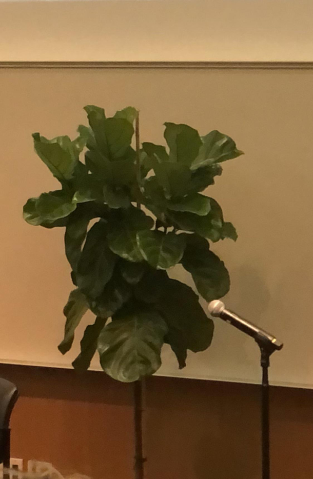 Work meeting today I felt like the fiddle-leaf had something to say the whole time though