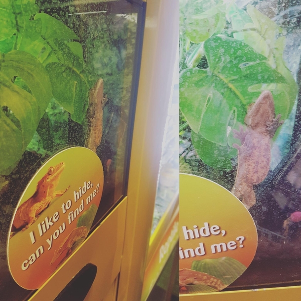 Worst Ever Game of Hide and Seek