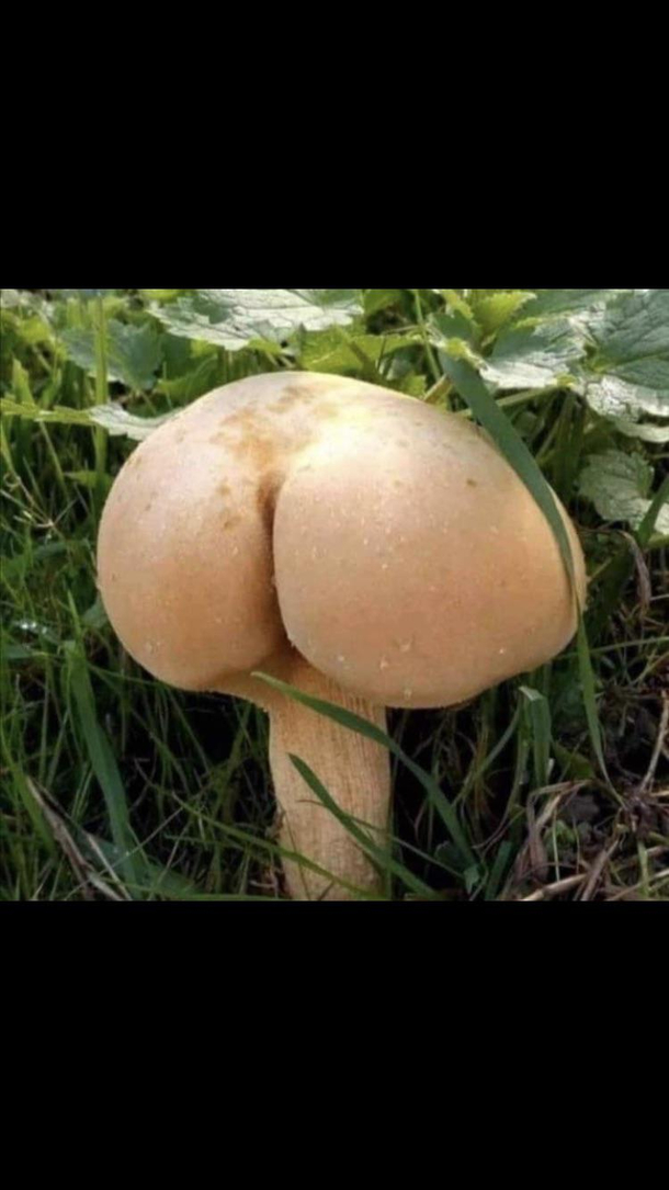 Wow thats one thicc mushroom