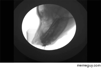 X-ray video of a dog drinking