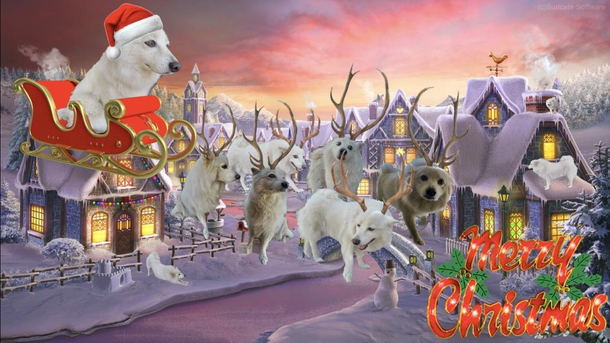 Xmas card from my dog