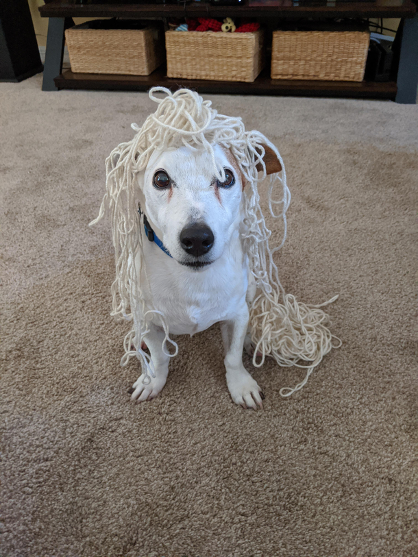 Yarn thief Fletch likes to steal my yarn So I made him wear it He doesnt care I love him  My yarn thief will be  on May th