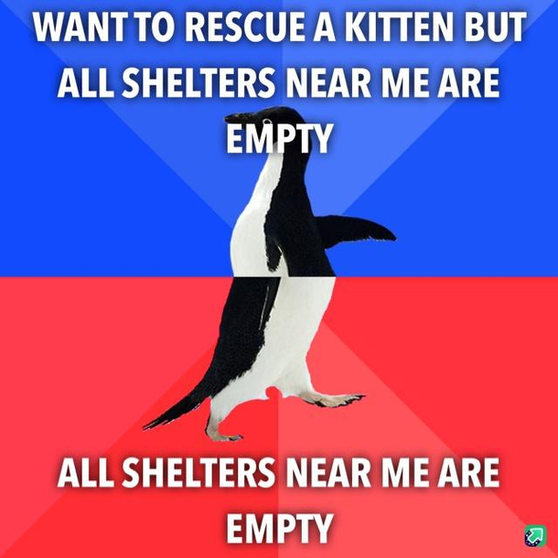 Yay for the kitties who found homes