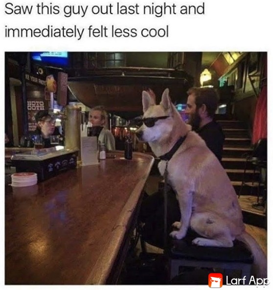 Yep cool doggie