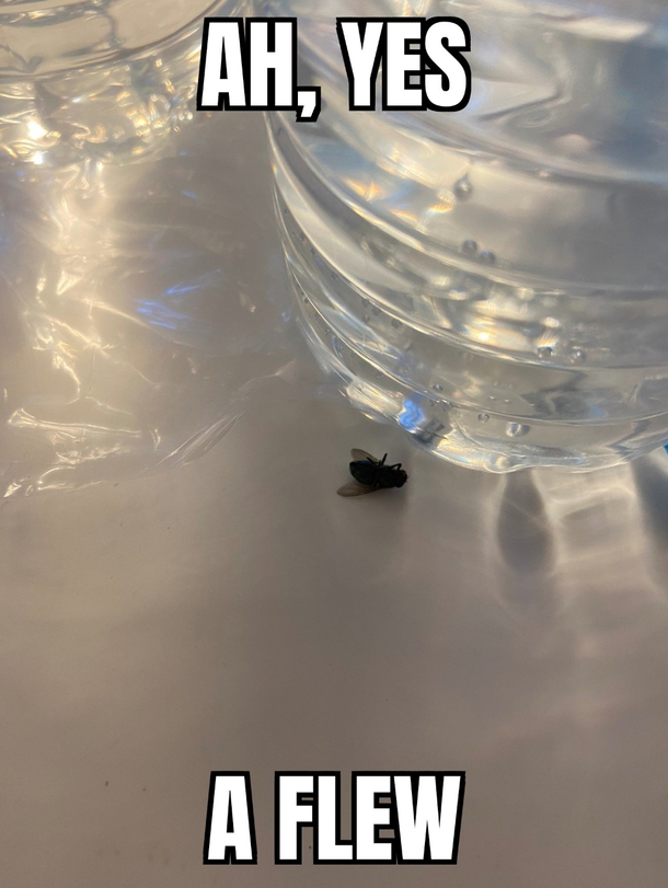 Yes a flew