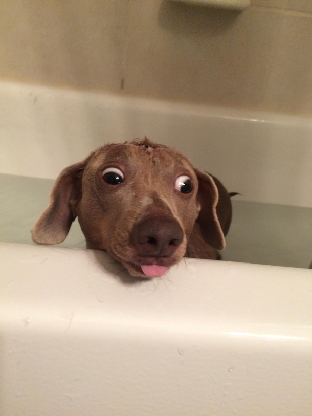 Yes This is my dog