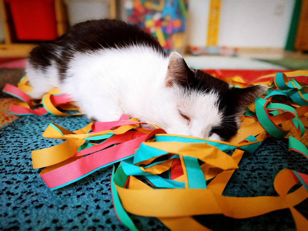 Yesterday was my birthday My cat is still hungover