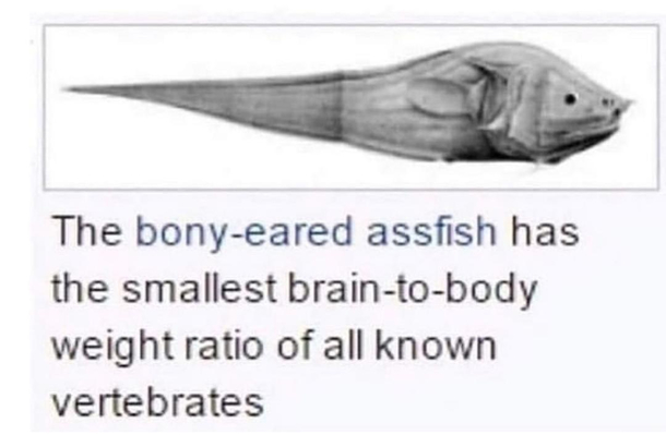 Yo why did scientists roast the fuck outta this fish