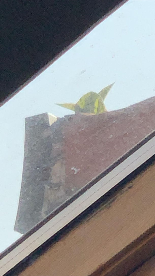 Yoda is that you growing on my roof
