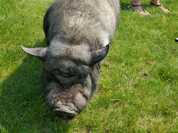 Yoda spotted in this pigs forehead he was