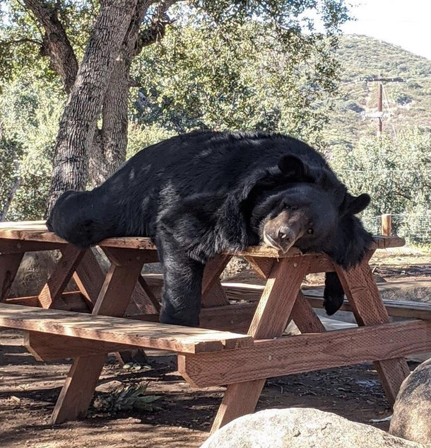 Yogi bear waits for campers to return during covid season