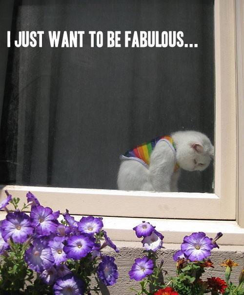 You are kitty you are
