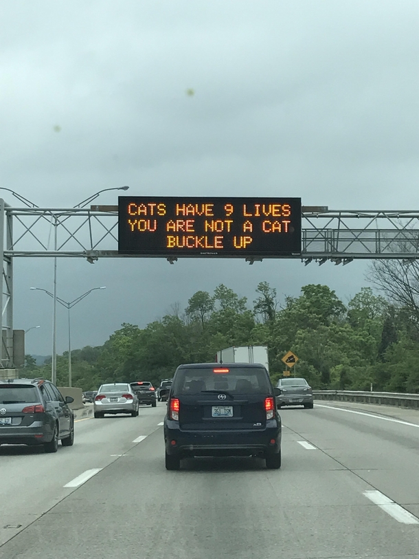 You are not a cat